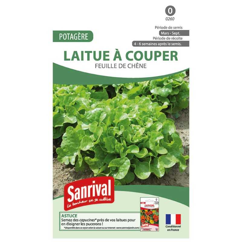 graines de Laitue à couper feuille de chêne graines de Laitue à couper feuille de chêne