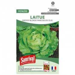 graines de Laitue Grosse blonde paresseuse (G.B.)