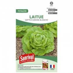 graines de Laitue Gotte à graine blanche