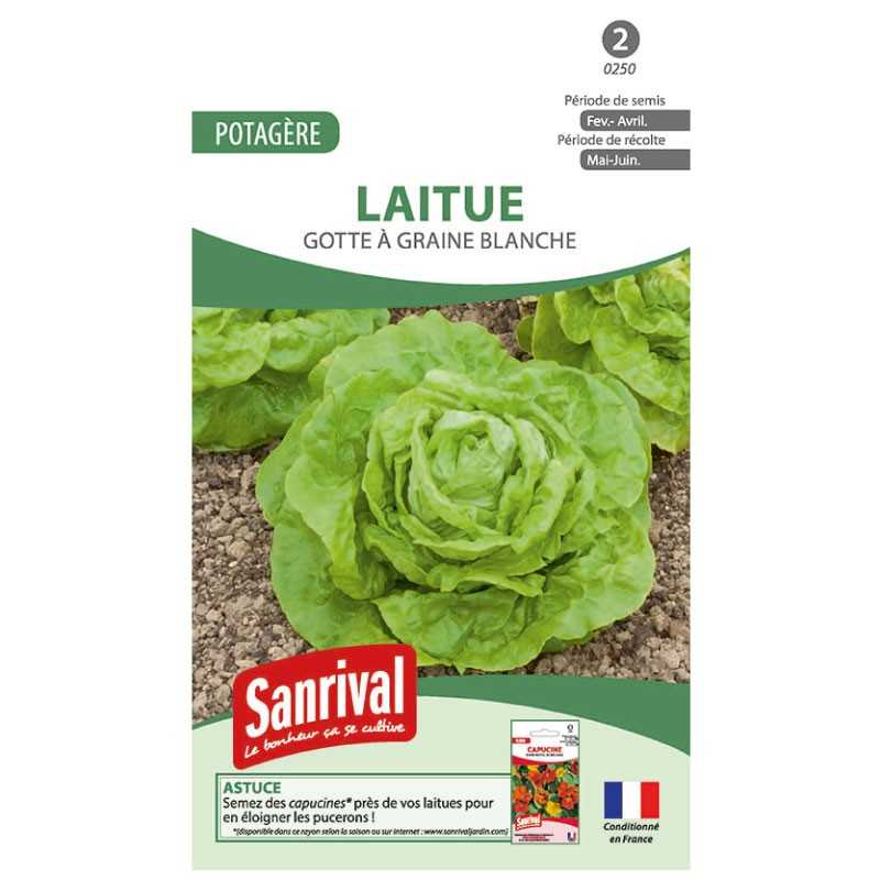 graines de Laitue Gotte à graine blanche