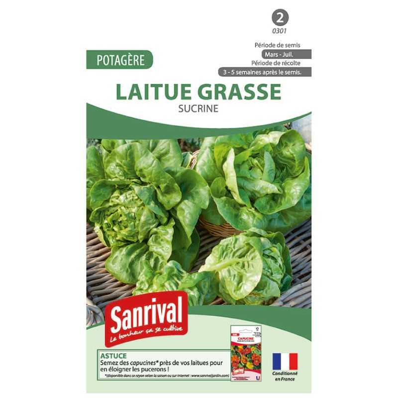 graines de Laitue grasse sucrine graines de Laitue grasse sucrine