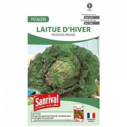 graines de Laitue d'hiver Passion brune