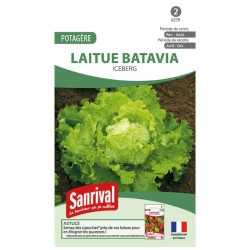 graines de Laitue Batavia Iceberg