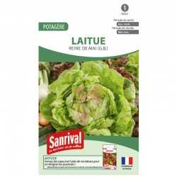 graines de Laitue Reine de mai (G.B.)