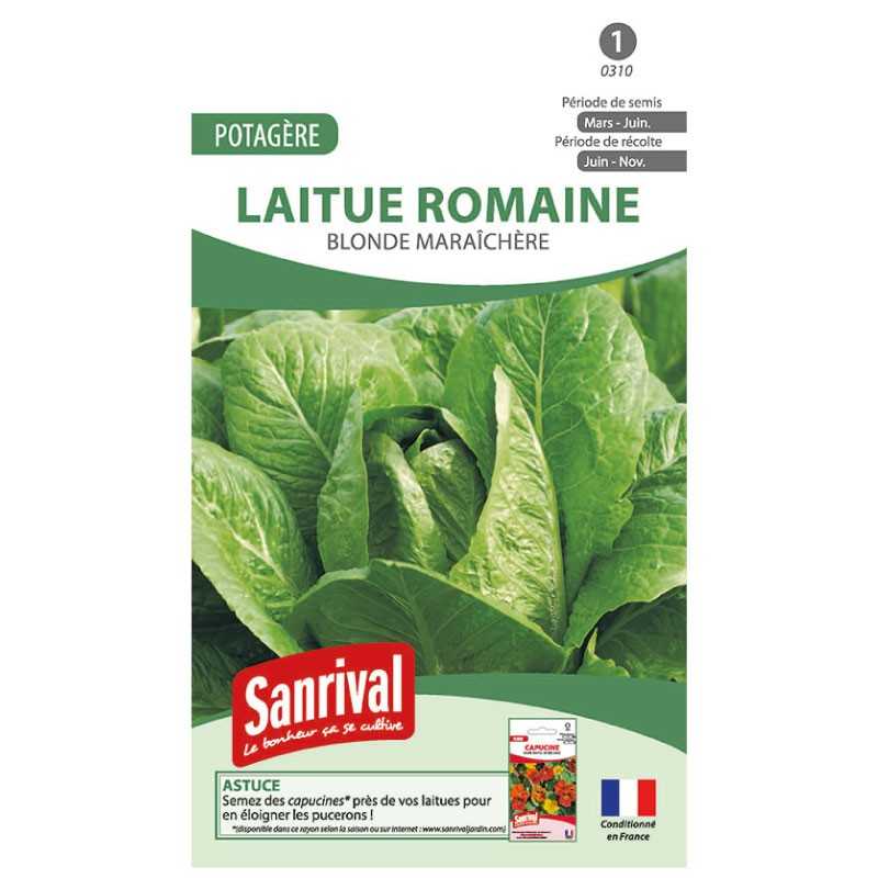 graines de Laitue romaine Blonde maraichère graines de Laitue romaine Blonde maraichère