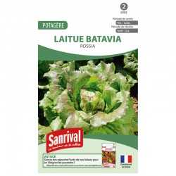 graines de Laitue batavia Rossia