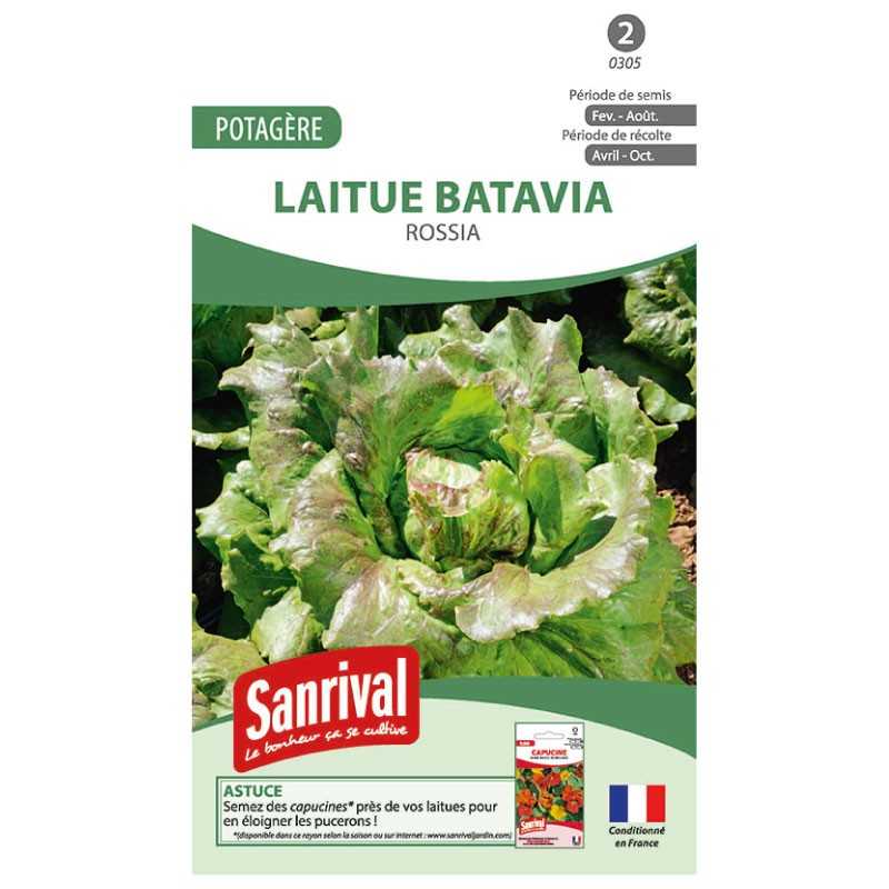 graines de Laitue batavia Rossia graines de Laitue batavia Rossia