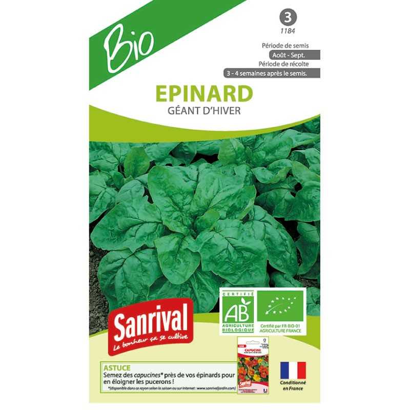 graines d'Epinard Géant d'hiver