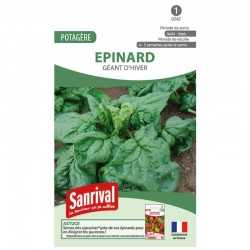 graines d'Epinard Géant d'hiver