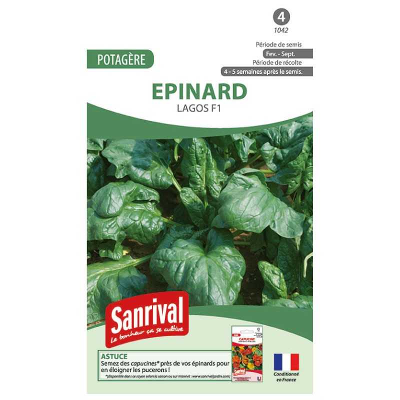 graines dEpinard Lagos F1 graines dEpinard Lagos F1