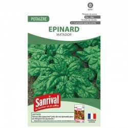 graines d'Epinard Matador