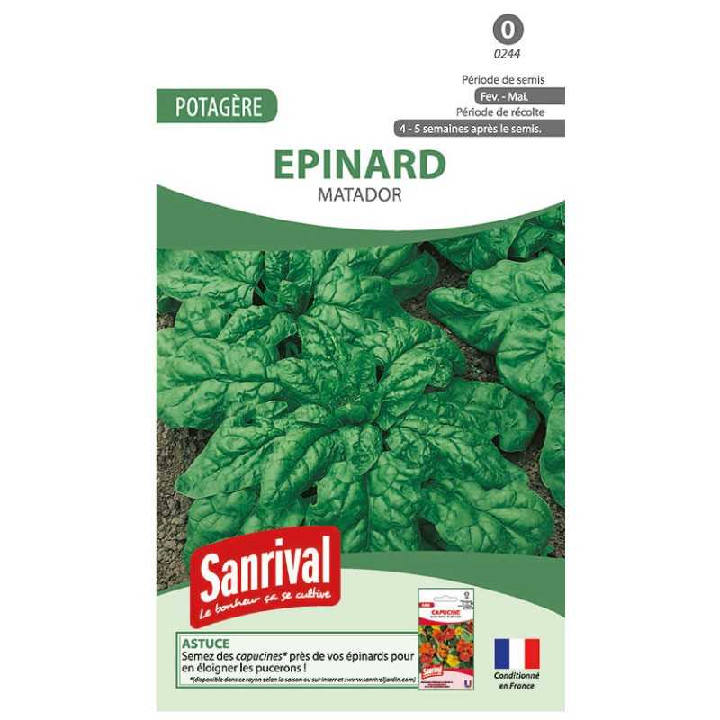 graines d'Epinard Matador graines d'Epinard Matador