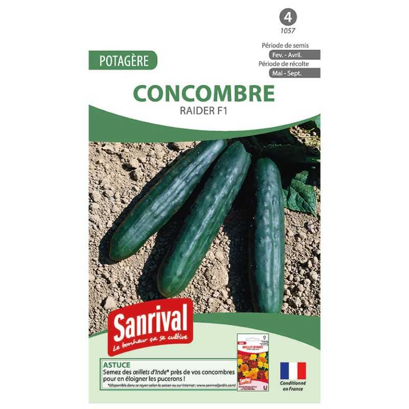 graines de Concombre Raider F1