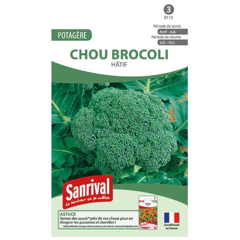 graines de Chou brocoli Hatif graines de Chou brocoli Hatif