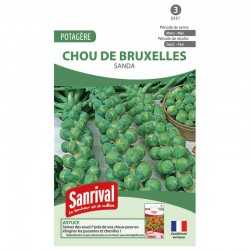 graines de Chou de Bruxelles Sanda