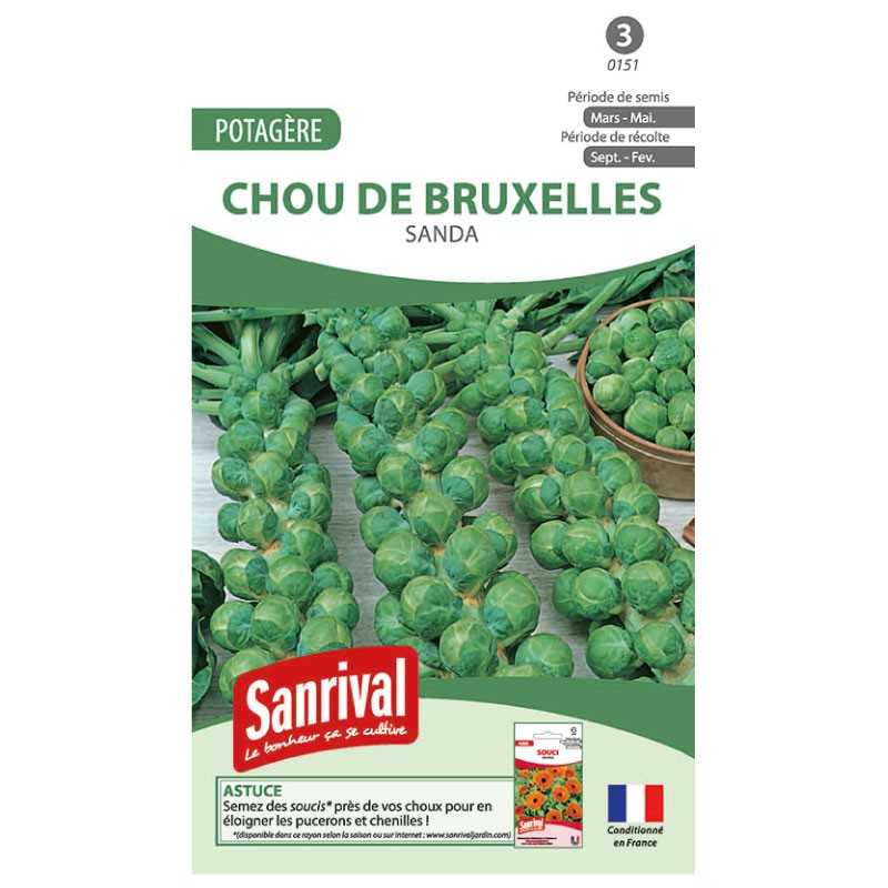 graines de Chou de Bruxelles Sanda graines de Chou de Bruxelles Sanda