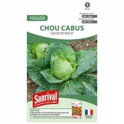 graines de Chou cabus Coeur de boeuf