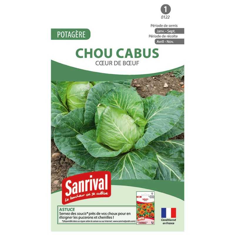 graines de Chou cabus Coeur de boeuf graines de Chou cabus Coeur de boeuf