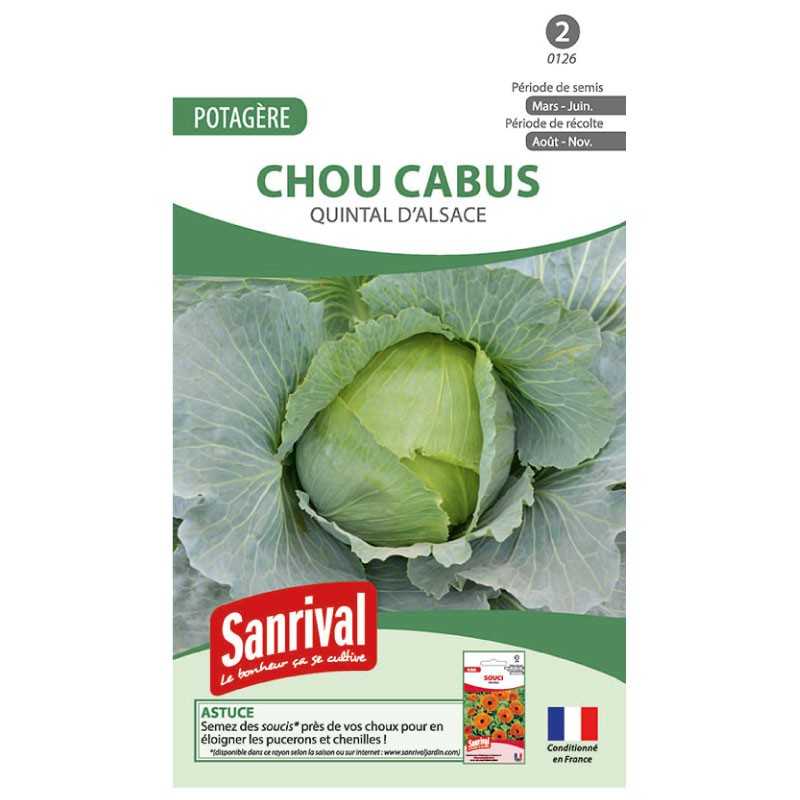 graines de Chou cabus Quintal d'Alsace