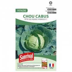 graines de Chou cabus T&ecirc;te de pierre hybride F1