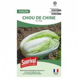 graines de Chou de Chine Pe-Tsai
