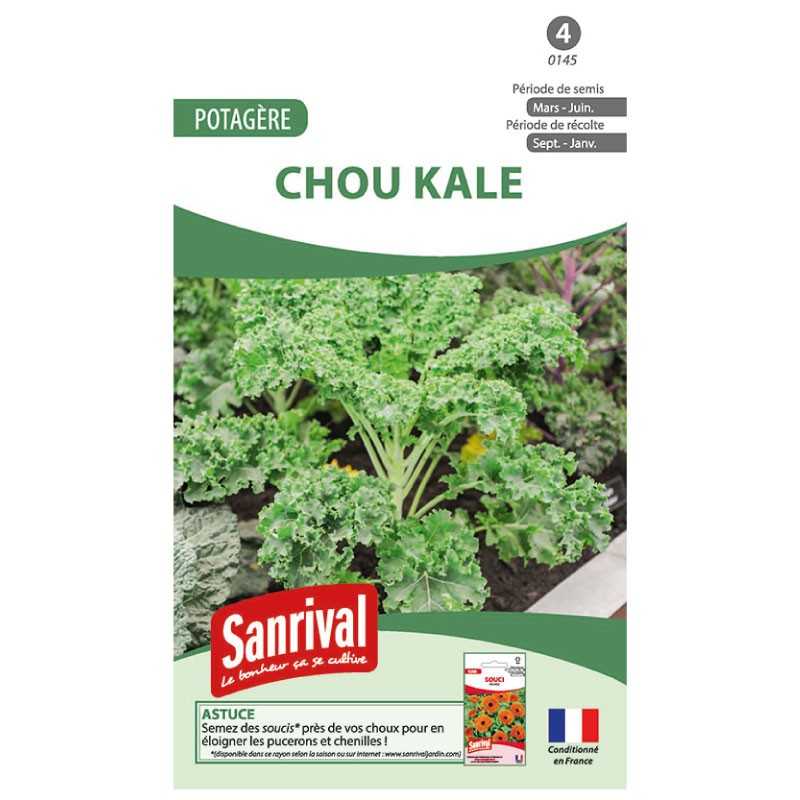 graines de Chou Kale graines de Chou Kale