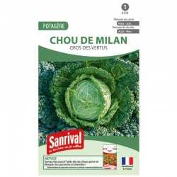 graines de Chou de Milan Gros des vertus