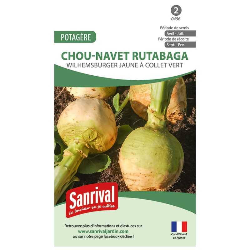 graines de Chou-navet rutabaga Wilhemsburger jaune à collet vert graines de Chou-navet rutabaga Wilhemsburger jaune à collet vert
