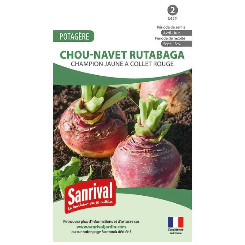 graines de Chou-navet rutabaga Champion jaune à collet rouge graines de Chou-navet rutabaga Champion jaune à collet rouge