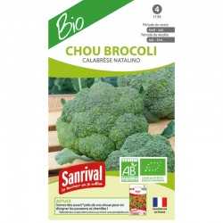graines de Chou brocoli Calabr&egrave;se natalino