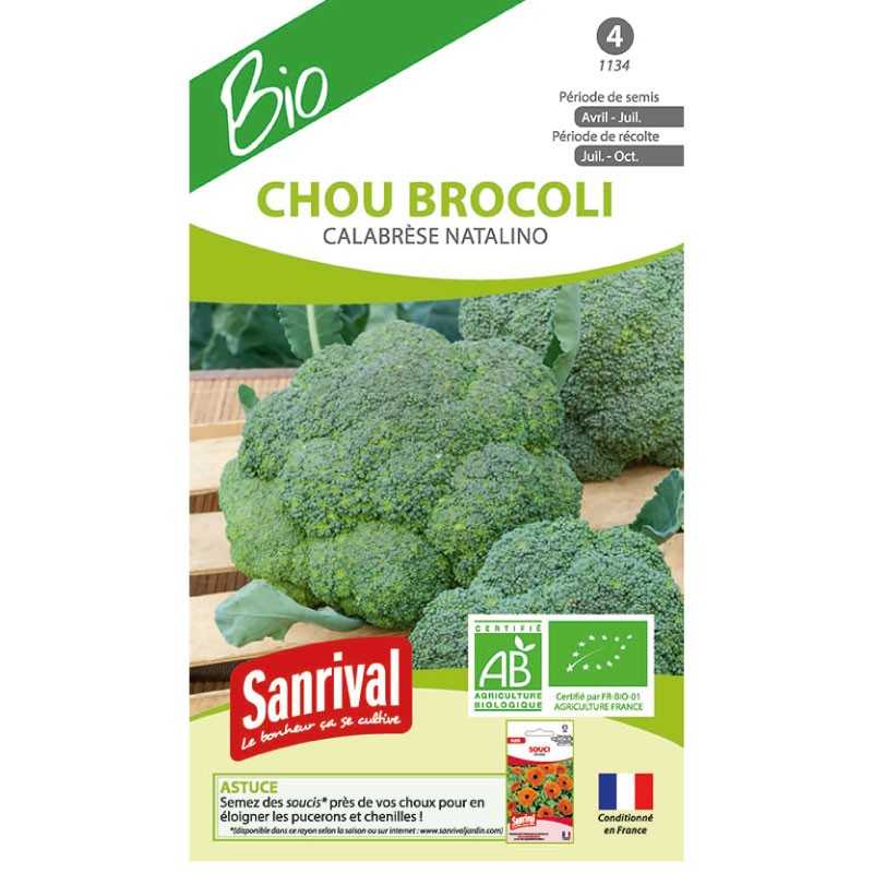 graines de Chou brocoli Calabrèse natalino graines de Chou brocoli Calabrèse natalino