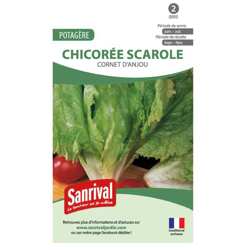 graines de Chicorée scarole Cornet d'Anjou
