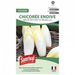 graines de Chicor&eacute;e endive Meilof Witloof ou Bruxelles