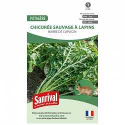 graines de Chicor&eacute;e sauvage &agrave; lapins Barbe de Capucin