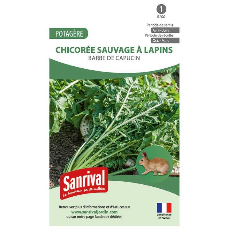 graines de Chicorée sauvage à lapins Barbe de Capucin graines de Chicorée sauvage à lapins Barbe de Capucin