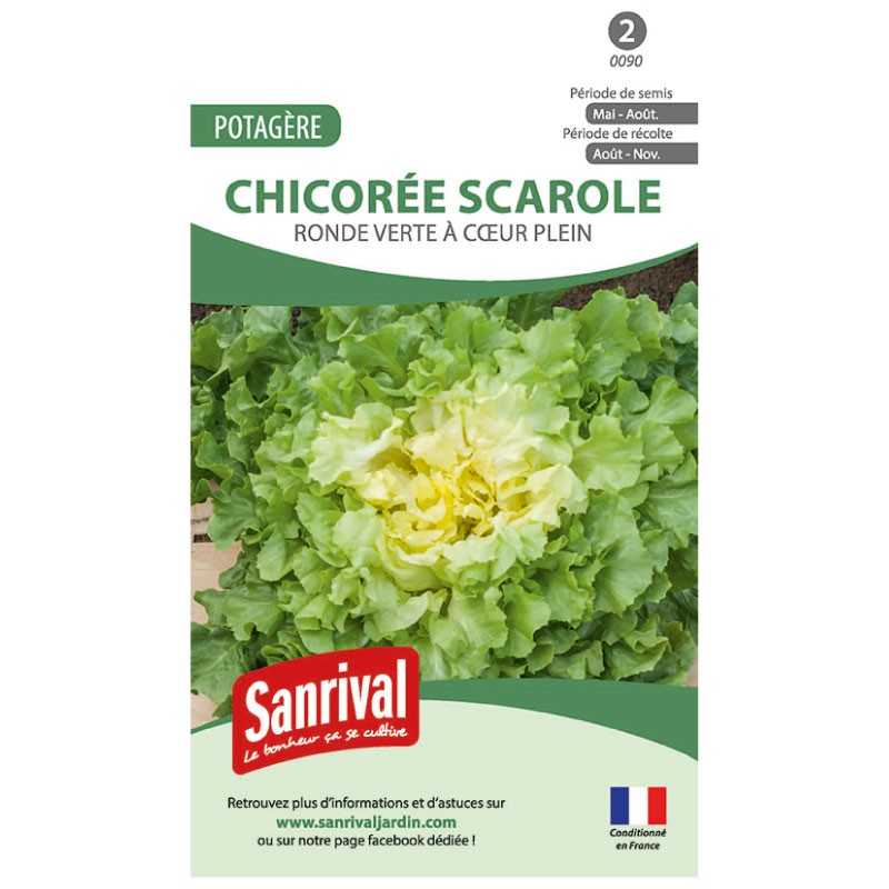 graines de Chicorée scarole ronde verte à cœur plein graines de Chicorée scarole ronde verte à cœur plein