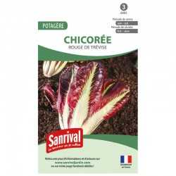 graines de Chicor&eacute;e Rouge de Tr&egrave;vise