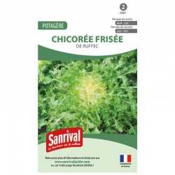 graines de Chicor&eacute;e fris&eacute;e de Ruffec