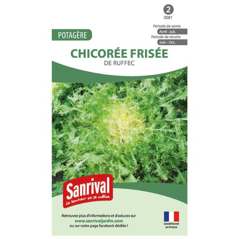 graines de Chicorée frisée de Ruffec graines de Chicorée frisée de Ruffec