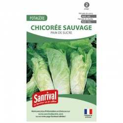 graines de Chicor&eacute;e sauvage Pain de sucre