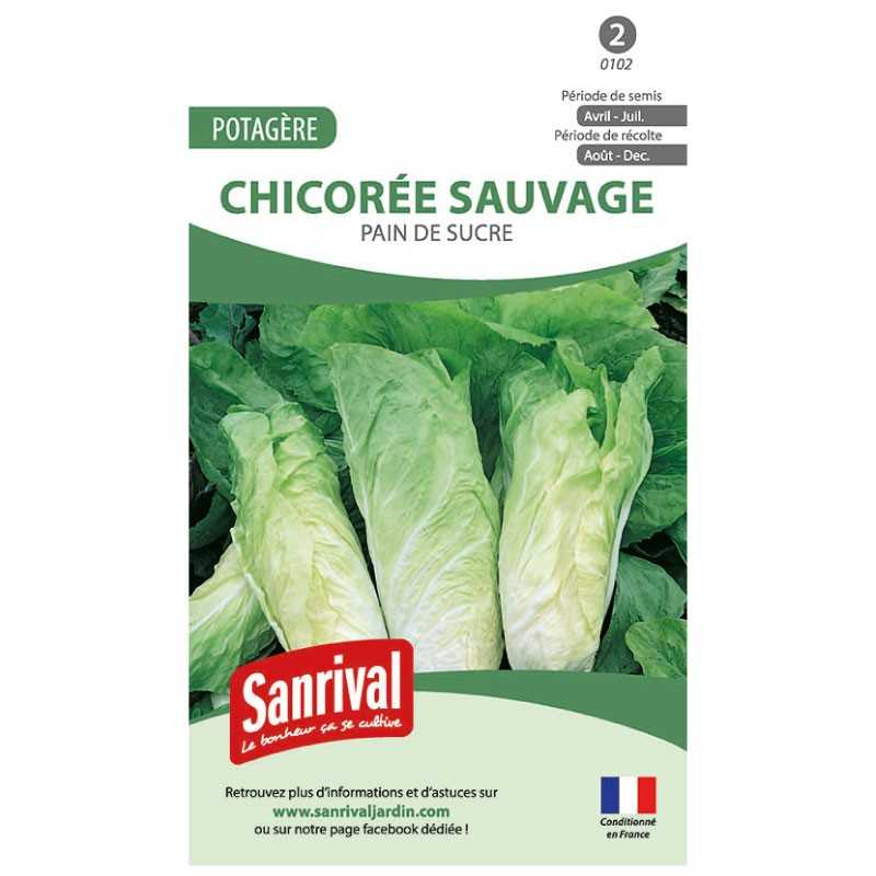 graines de Chicorée sauvage Pain de sucre graines de Chicorée sauvage Pain de sucre