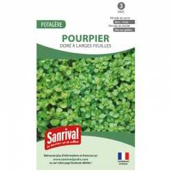 graines de Pourpier dor&eacute; &agrave; larges feuilles