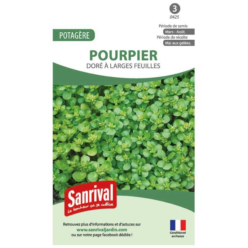 graines de Pourpier doré à larges feuilles graines de Pourpier doré à larges feuilles