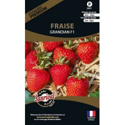 graines de Fraise Grandian F1