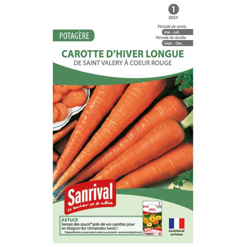graines de Carotte d'hiver longue de Saint Valery à coeur rouge