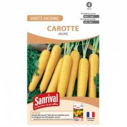 graines de Carotte Jaune