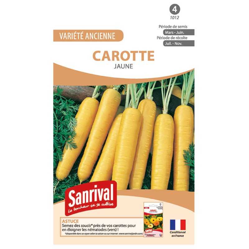 graines de Carotte Jaune graines de Carotte Jaune