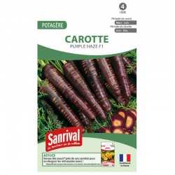 graines de Carotte F1 Purple