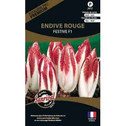 graines d'Endive Rouge Festive F1