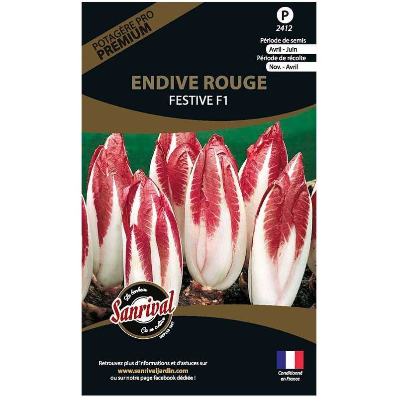 graines d'Endive Rouge Festive F1 graines d'Endive Rouge Festive F1